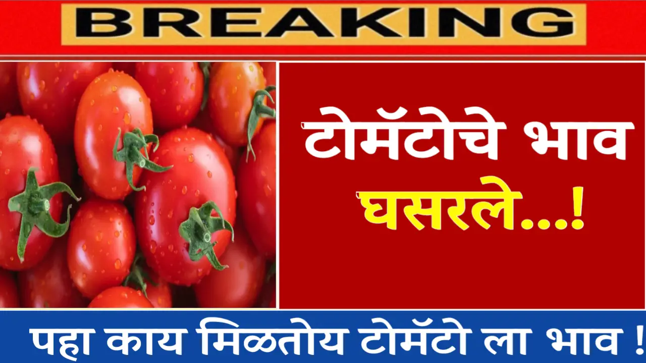 tomato market rate today